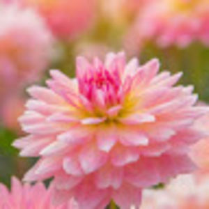 Meet your Posher, Ally